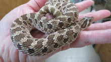 Load image into Gallery viewer, Western Hognose
