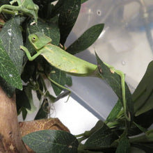 Load image into Gallery viewer, BIG Deal! Veiled Chameleon baby &amp; Set up!
