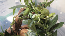 Load image into Gallery viewer, BIG Deal! Veiled Chameleon baby &amp; Set up!
