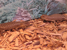 Load image into Gallery viewer, Gidgee Skink
