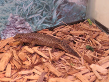 Load image into Gallery viewer, Gidgee Skink
