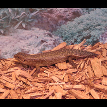 Load image into Gallery viewer, Gidgee Skink

