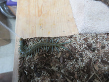 Load image into Gallery viewer, Aztec Blue Centipede baby aka Aztec Ghost
