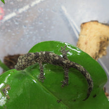 Load image into Gallery viewer, Chameleon Gecko E. vieillardi

