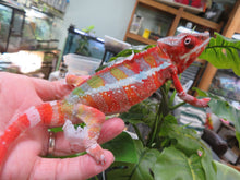 Load image into Gallery viewer, Ambilobe Panther Chameleon juvenile Male
