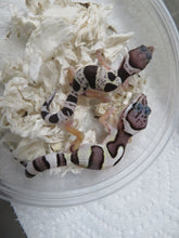 Load image into Gallery viewer, Snow Leopard gecko baby 15 - BL
