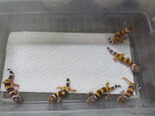 Load image into Gallery viewer, Leopard Gecko Baby  ST 20L  Mixed Gene
