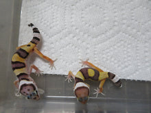 Load image into Gallery viewer, Leopard Gecko Baby  ST 20L  Mixed Gene
