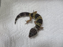 Load image into Gallery viewer, Snow Leopard gecko baby 15 - BL
