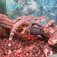 Load image into Gallery viewer, Argentine Red Tegu Baby
