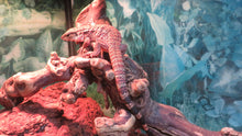 Load image into Gallery viewer, Argentine Red Tegu Baby
