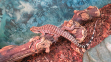 Load image into Gallery viewer, Argentine Red Tegu Baby

