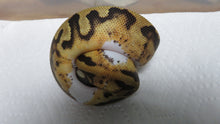 Load image into Gallery viewer, Fire Pied Ball Python aka Pyro Ball Python B12 Female
