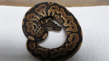 Load image into Gallery viewer, Black Pastel Low pied Ball Python B4
