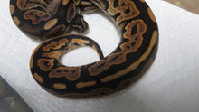 Load image into Gallery viewer, Black Pastel Low pied Ball Python B4
