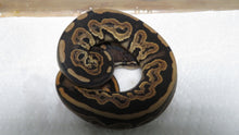 Load image into Gallery viewer, Black Pastel Het pied Ball Python B8
