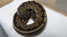 Load image into Gallery viewer, Black Pastel Het pied Ball Python B8
