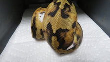 Load image into Gallery viewer, Fire Pied Ball Python aka Pyro Ball Python B12 Female
