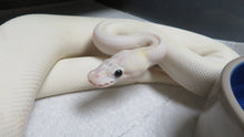 Load image into Gallery viewer, Ivory Ball Python D2
