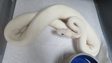 Load image into Gallery viewer, Ivory Ball Python D2
