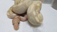 Load image into Gallery viewer, Super Banana Ball Python Female D1
