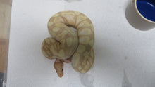 Load image into Gallery viewer, Super Banana Ball Python Female D1

