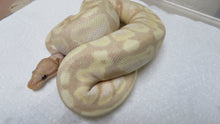 Load image into Gallery viewer, Super Banana Ball Python Female D1
