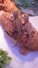 Load image into Gallery viewer, Big Deal Baby Bearded Dragon Special!  Combination Baby Dragon &amp; Setup

