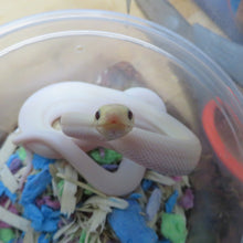 Load image into Gallery viewer, Leucistic Columbian Rainbow Boa
