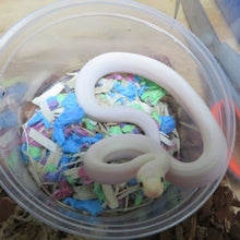 Load image into Gallery viewer, Leucistic Columbian Rainbow Boa
