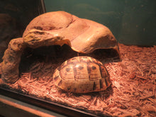 Load image into Gallery viewer, Greek Tortoise Male
