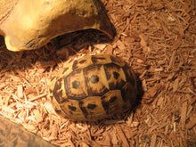 Load image into Gallery viewer, Greek Tortoise Male
