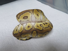 Load image into Gallery viewer, GHI Mojave Clown Male
