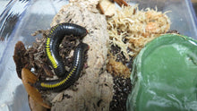 Load image into Gallery viewer, Yellow Avatar Millipede
