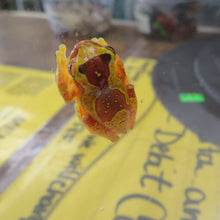 Load image into Gallery viewer, Hour Glass Tree Frog
