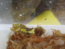 Load image into Gallery viewer, Hour Glass Tree Frog
