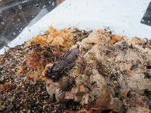 Load image into Gallery viewer, Thai Vinegaroon
