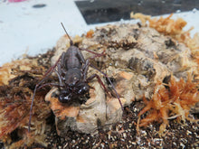 Load image into Gallery viewer, Thai Vinegaroon
