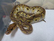 Load image into Gallery viewer, GHI Mojave Clown Male

