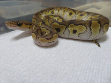 Load image into Gallery viewer, GHI Mojave Clown Male
