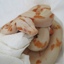 Load image into Gallery viewer, Super Hypo Jungle Glow Boa Constrictor A6
