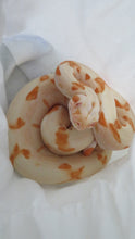 Load image into Gallery viewer, Super Hypo Jungle Glow Boa Constrictor A6
