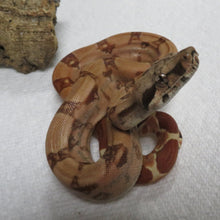Load image into Gallery viewer, Hypo Het VPI 66% Het Blood Boa Constrictor A2

