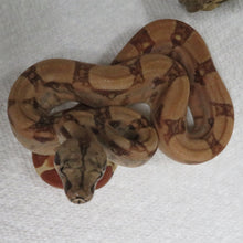 Load image into Gallery viewer, Hypo Het VPI 66% Het Blood Boa Constrictor A2
