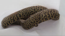 Load image into Gallery viewer, Granite DH Albino Pied Burmese Python A7
