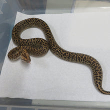 Load image into Gallery viewer, Granite DH Albino Pied Burmese Python A7
