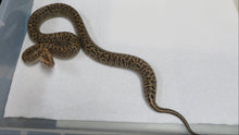 Load image into Gallery viewer, Granite DH Albino Pied Burmese Python A7
