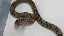 Load image into Gallery viewer, Granite DH Albino Pied Burmese Python A7

