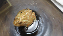 Load image into Gallery viewer, Albino pacman frog Rehome
