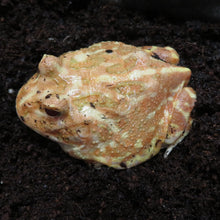 Load image into Gallery viewer, Albino pacman frog Rehome
